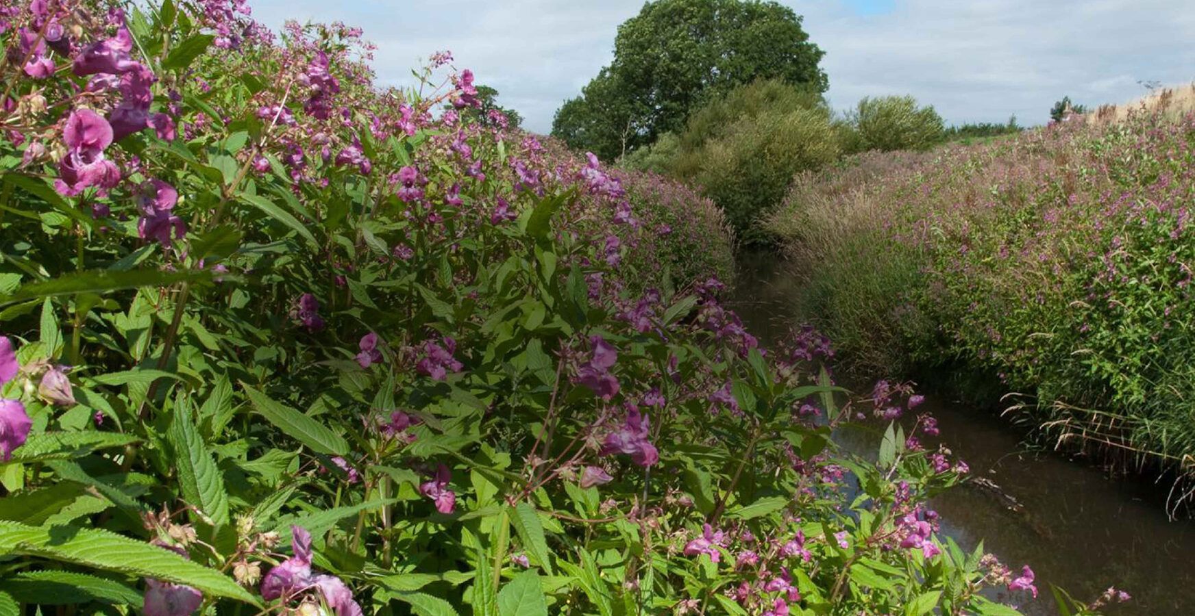 Himalayan Balsam by a river