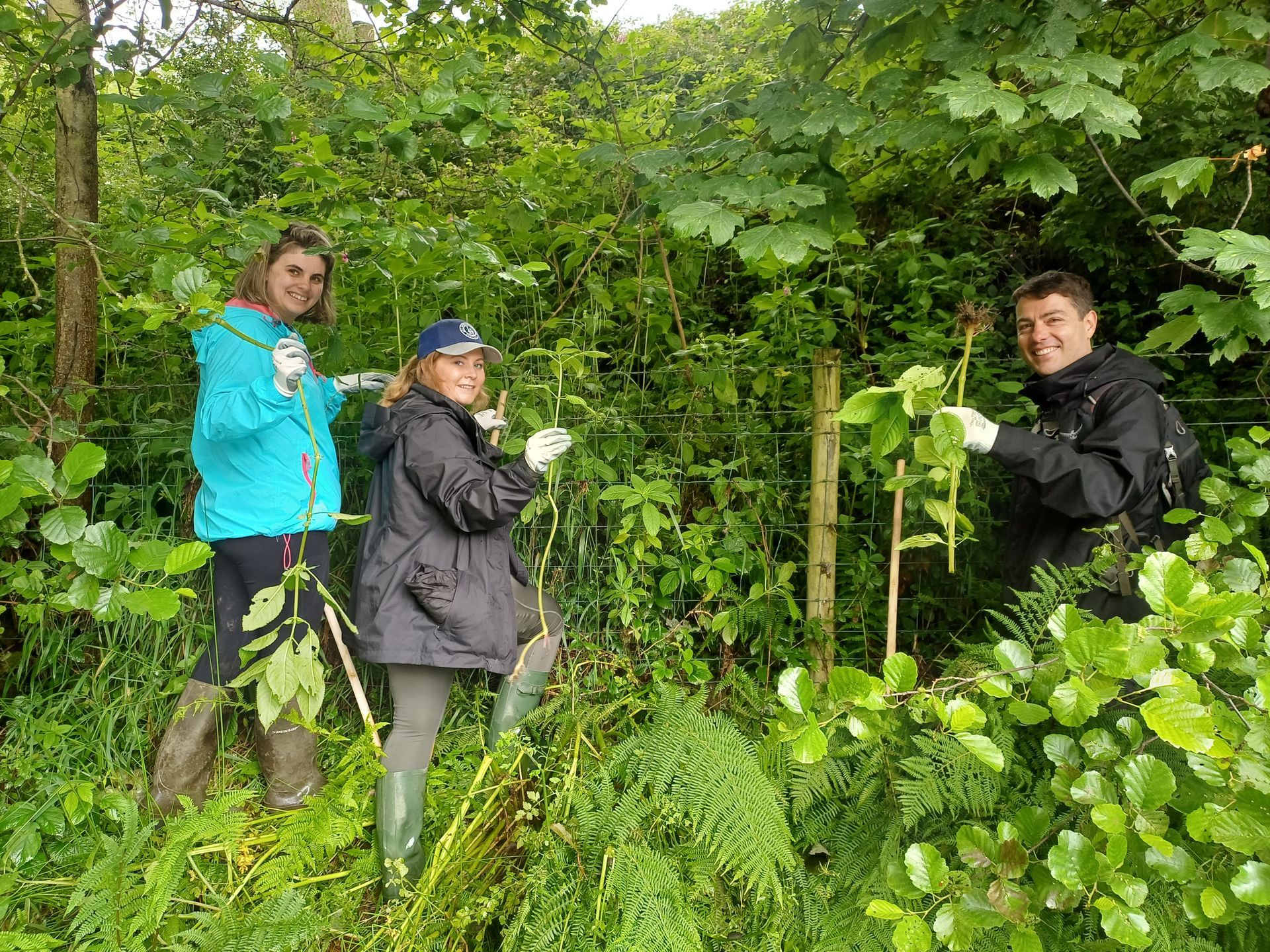 Team clearing Himalayan balsam from a river bank