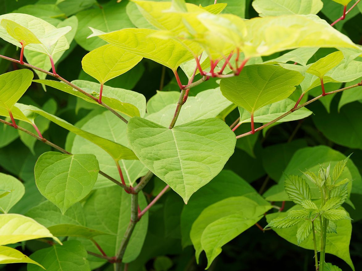 Japenese knotweed