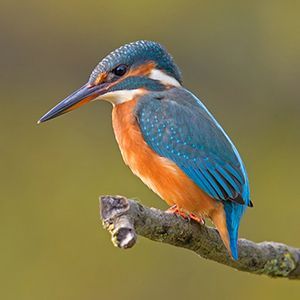 kingfisher