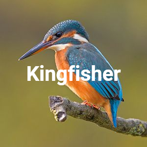 kingfisher