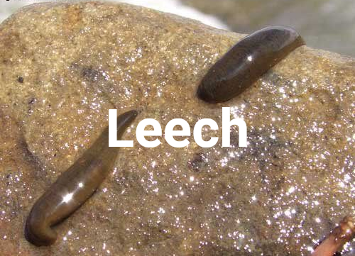 leech