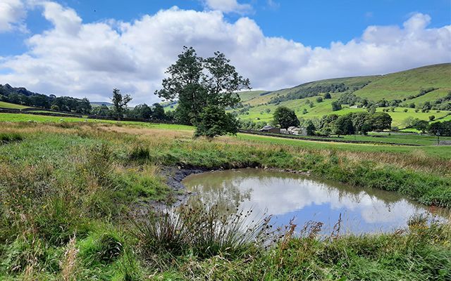 Wetland pond or scrape