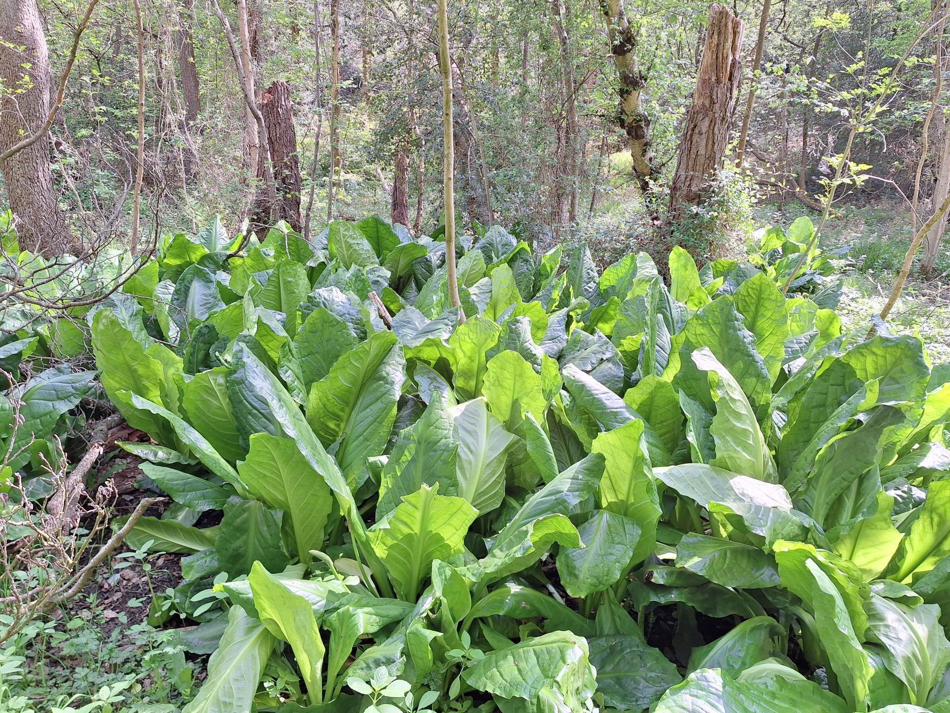 Patch of skunk cabbage