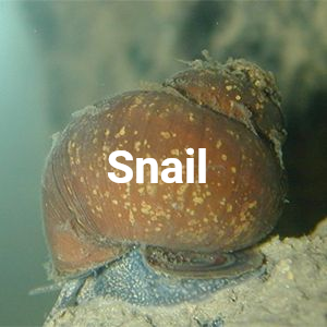 Snail
