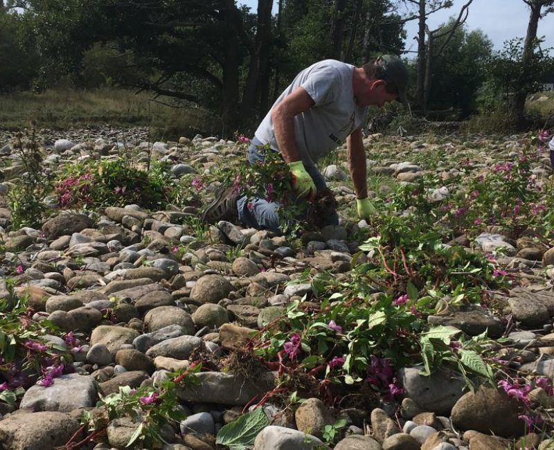a man clearing an invasive species from a dry river bed