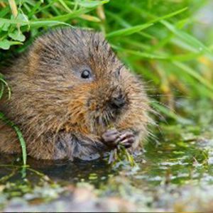 watervole