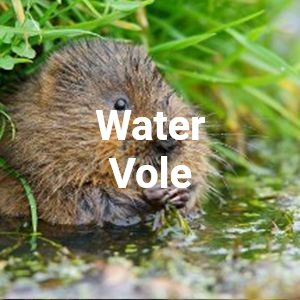 Water vole