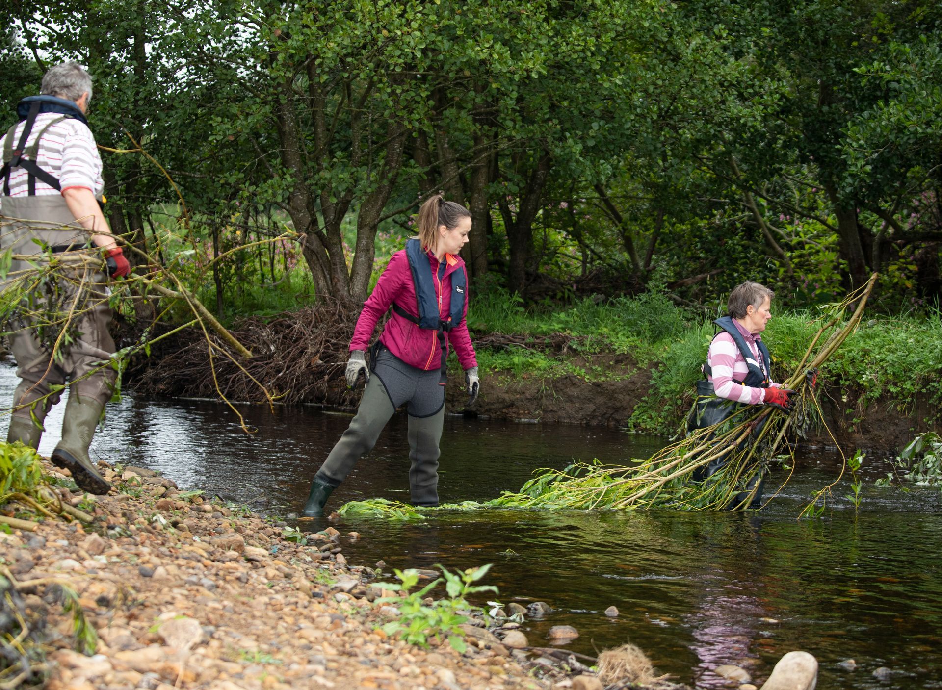 A group of volunteers willow spiling
