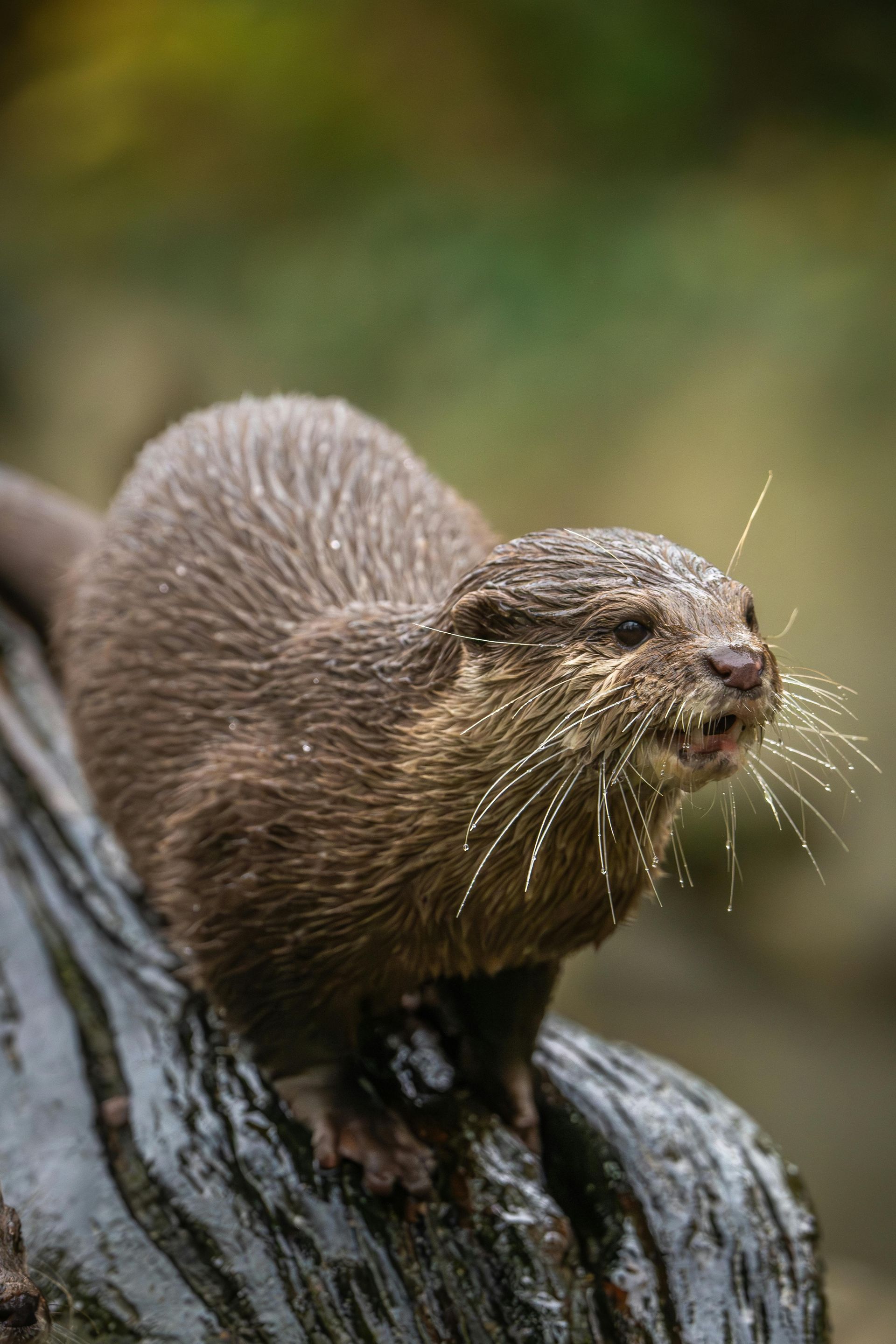 Otter