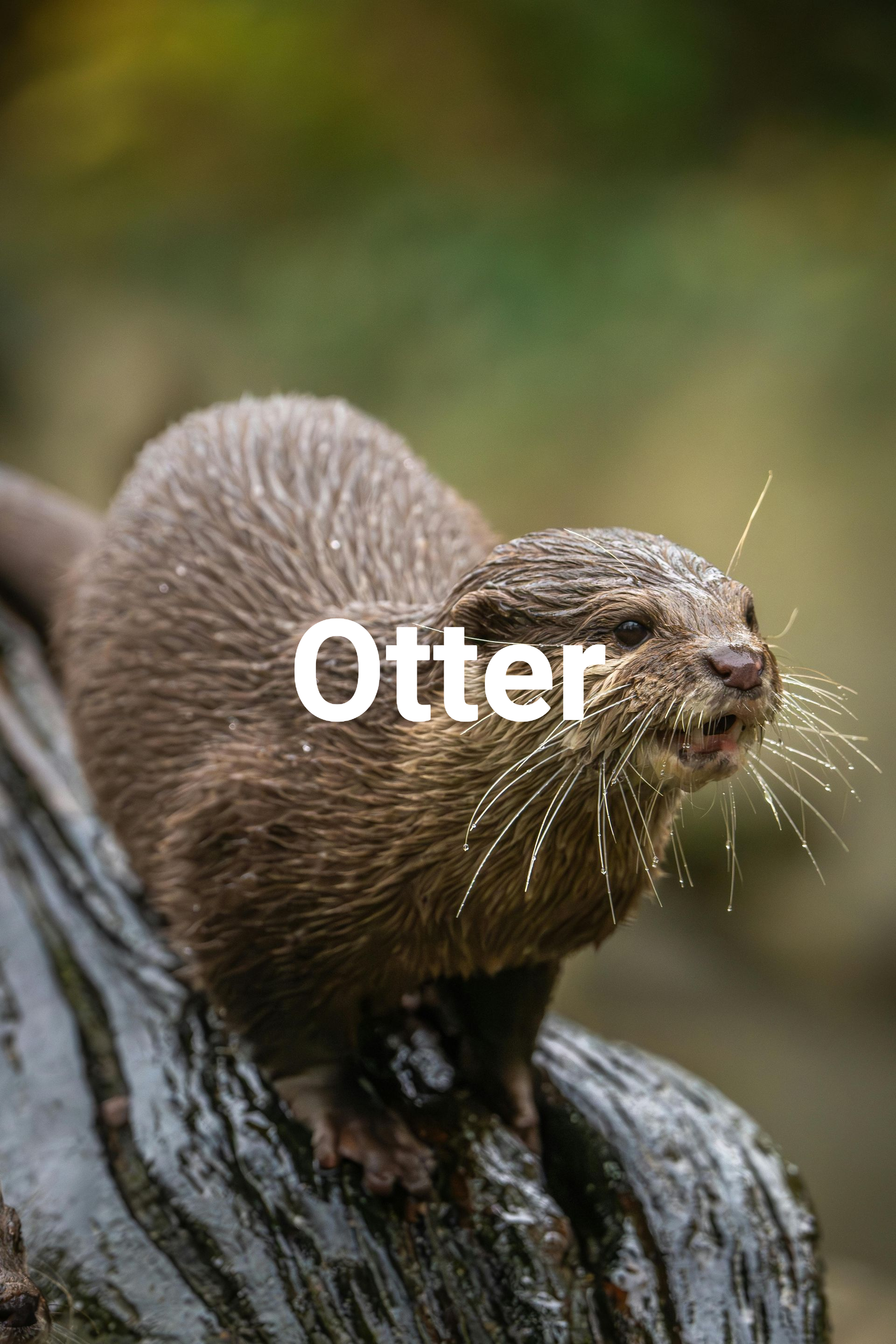 Otter
