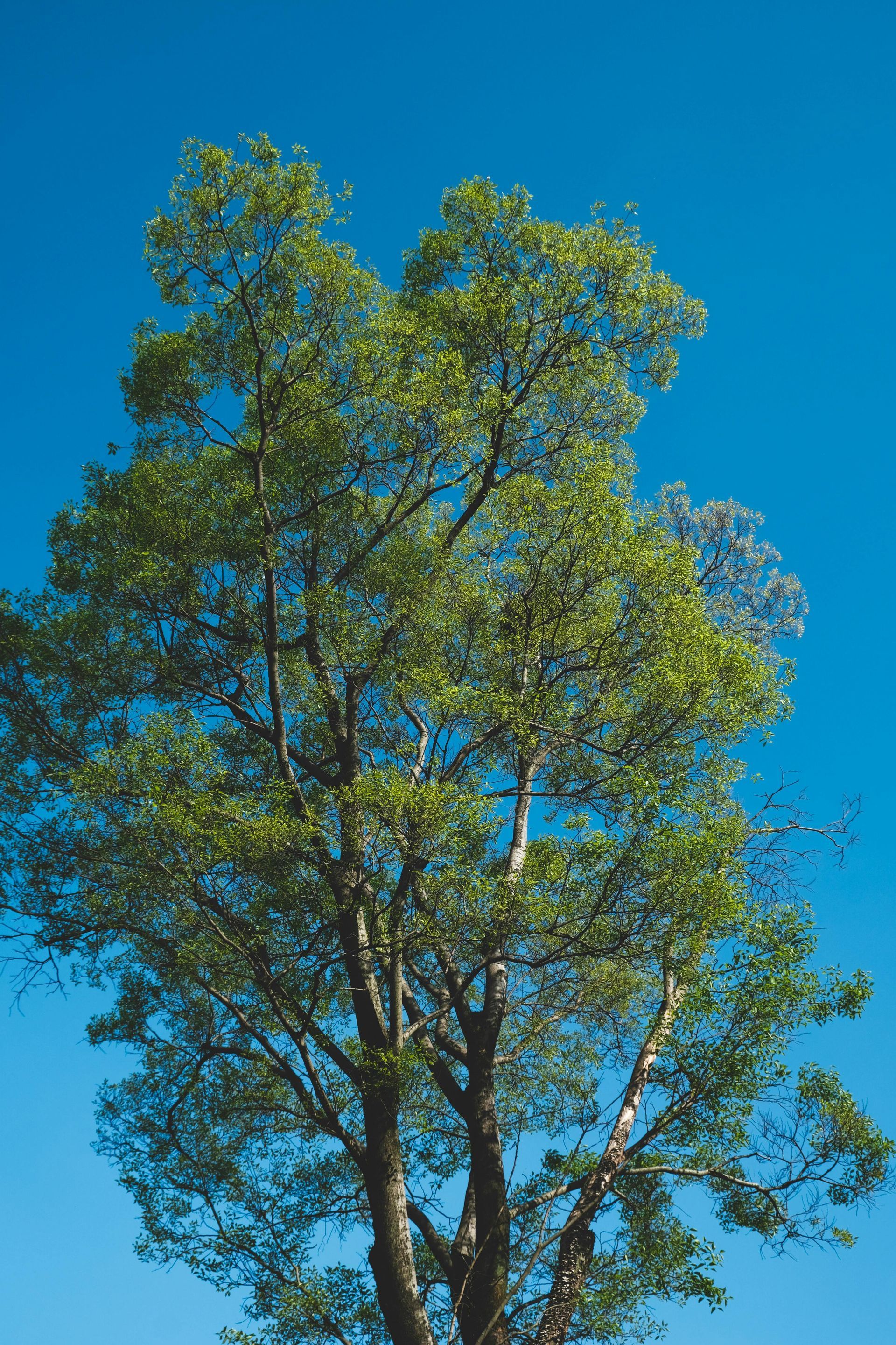 Tree Pruning & Hedge Trimming