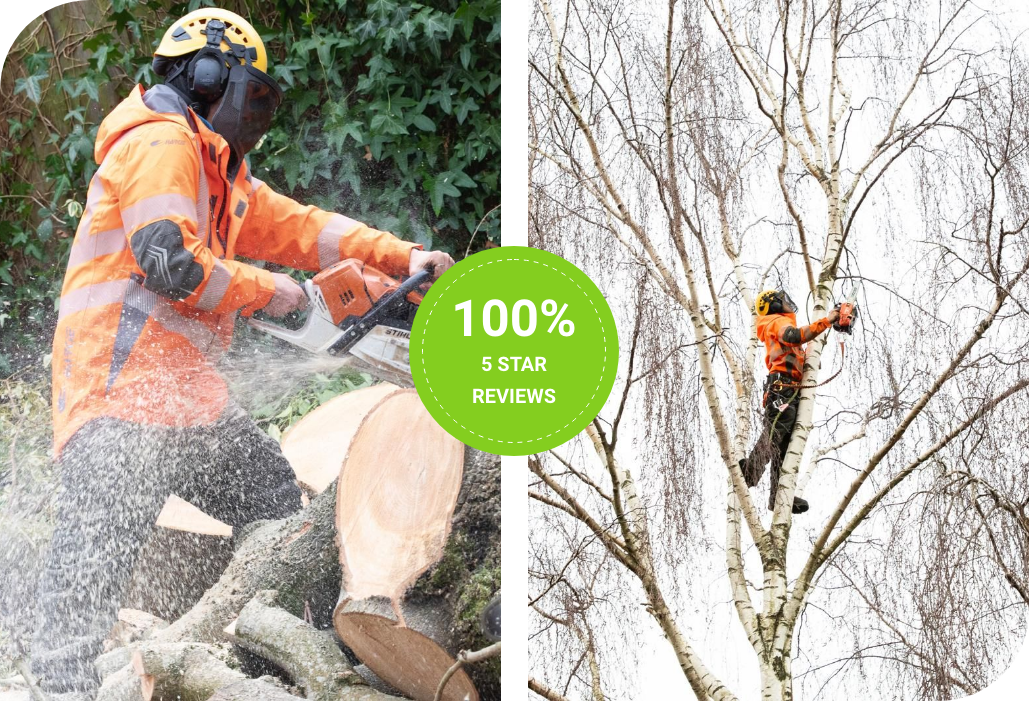 best tree surgeon