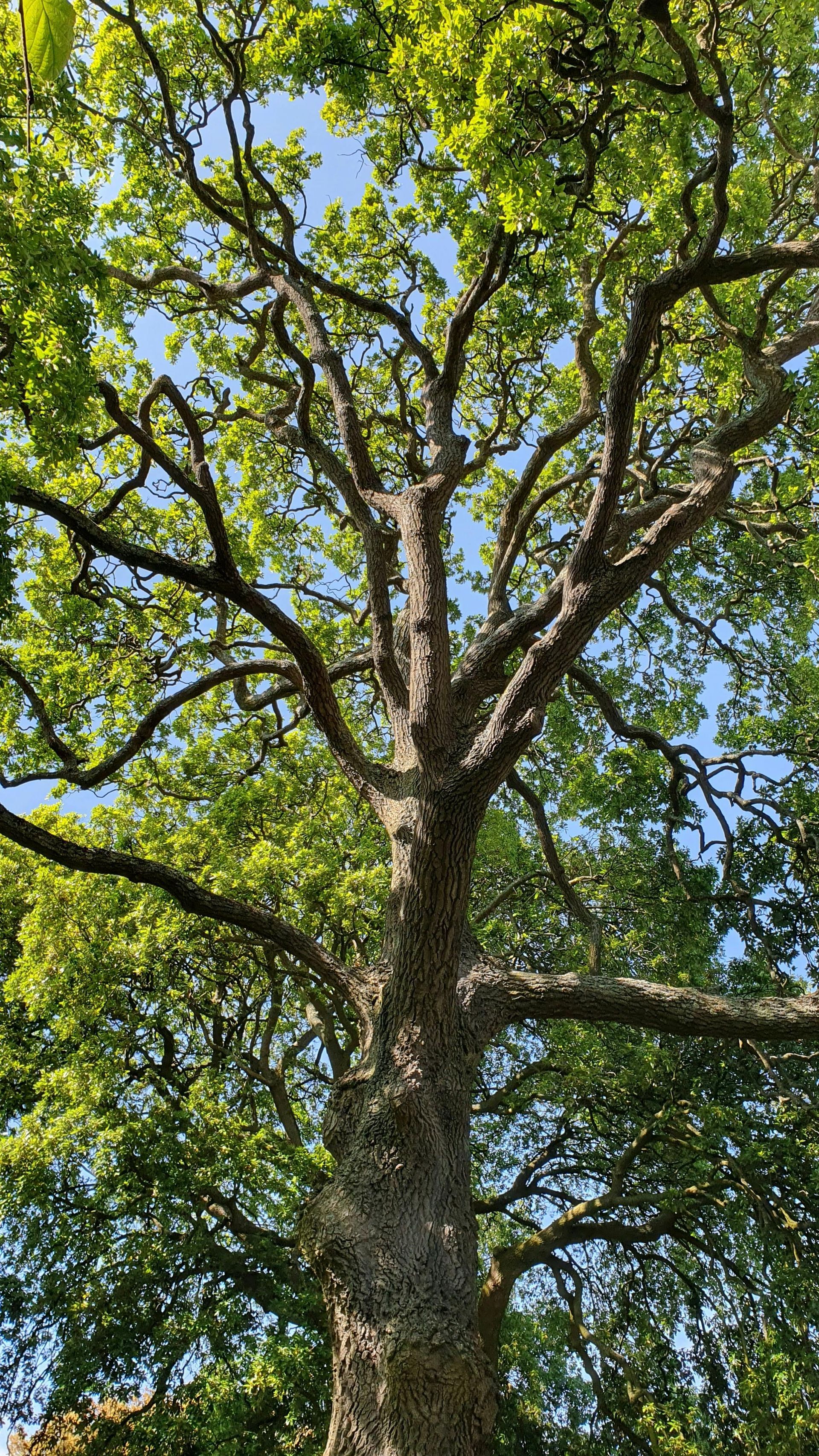 Image of great oak tree from the trunk