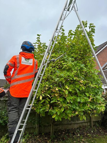 A man is standing on a ladder hedge trimming.