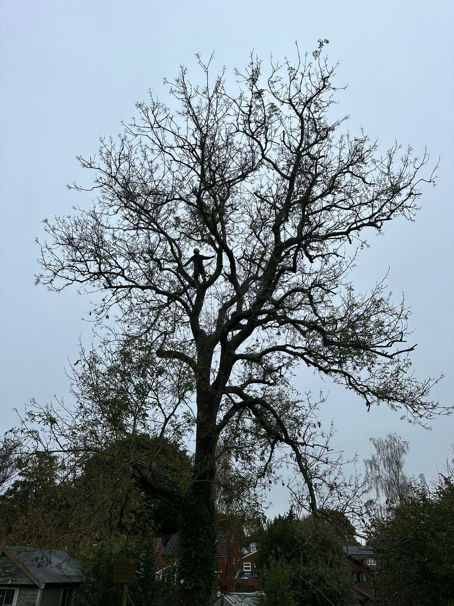 WINCHESTER TREE SURGEONS