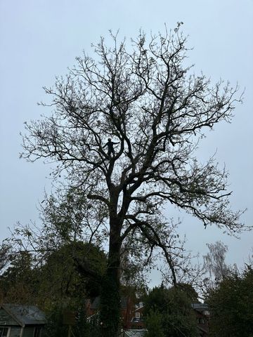 A tree surgeon climbing a large tree with a chainsaw.