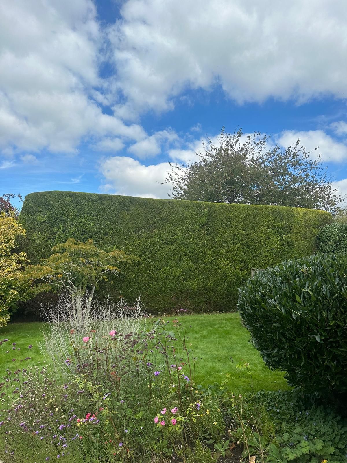 A large, well-trimmed hedge is surrounding a grassy field next to a path