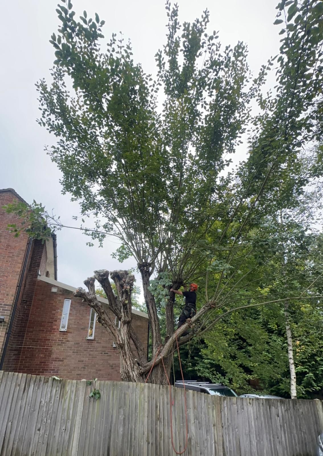 A man is performing tree surgery on a tree next to 2 houses