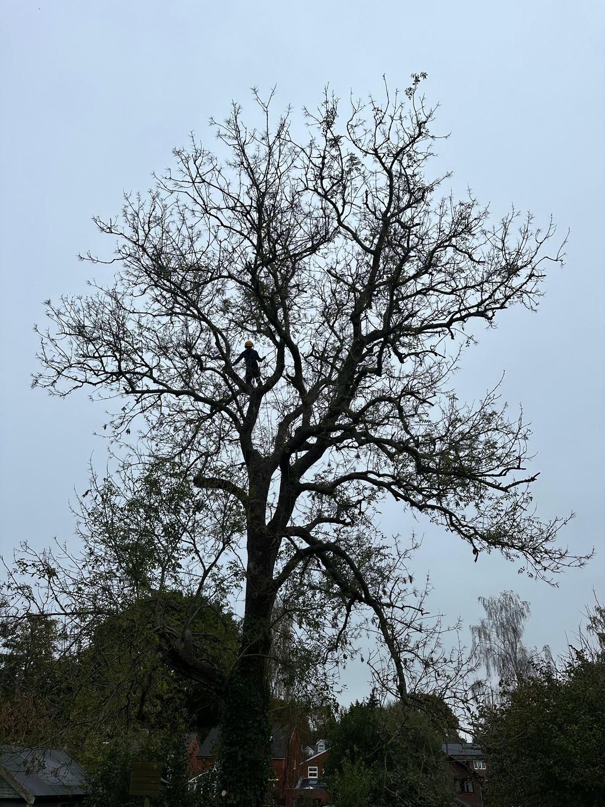 A man is performing tree surgery on a tree next to 2 houses