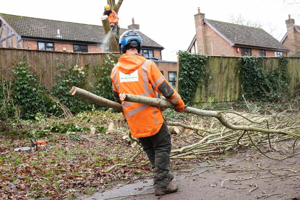 Tree surgeon dragging log after tree removal