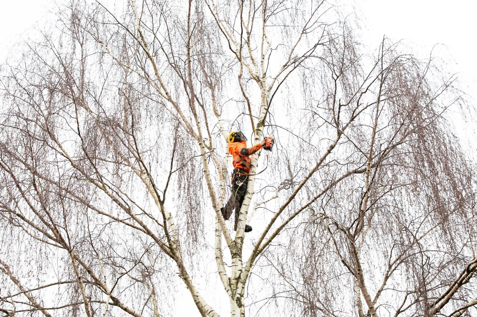 A tree surgeon in a green shirt is climbing a tree
