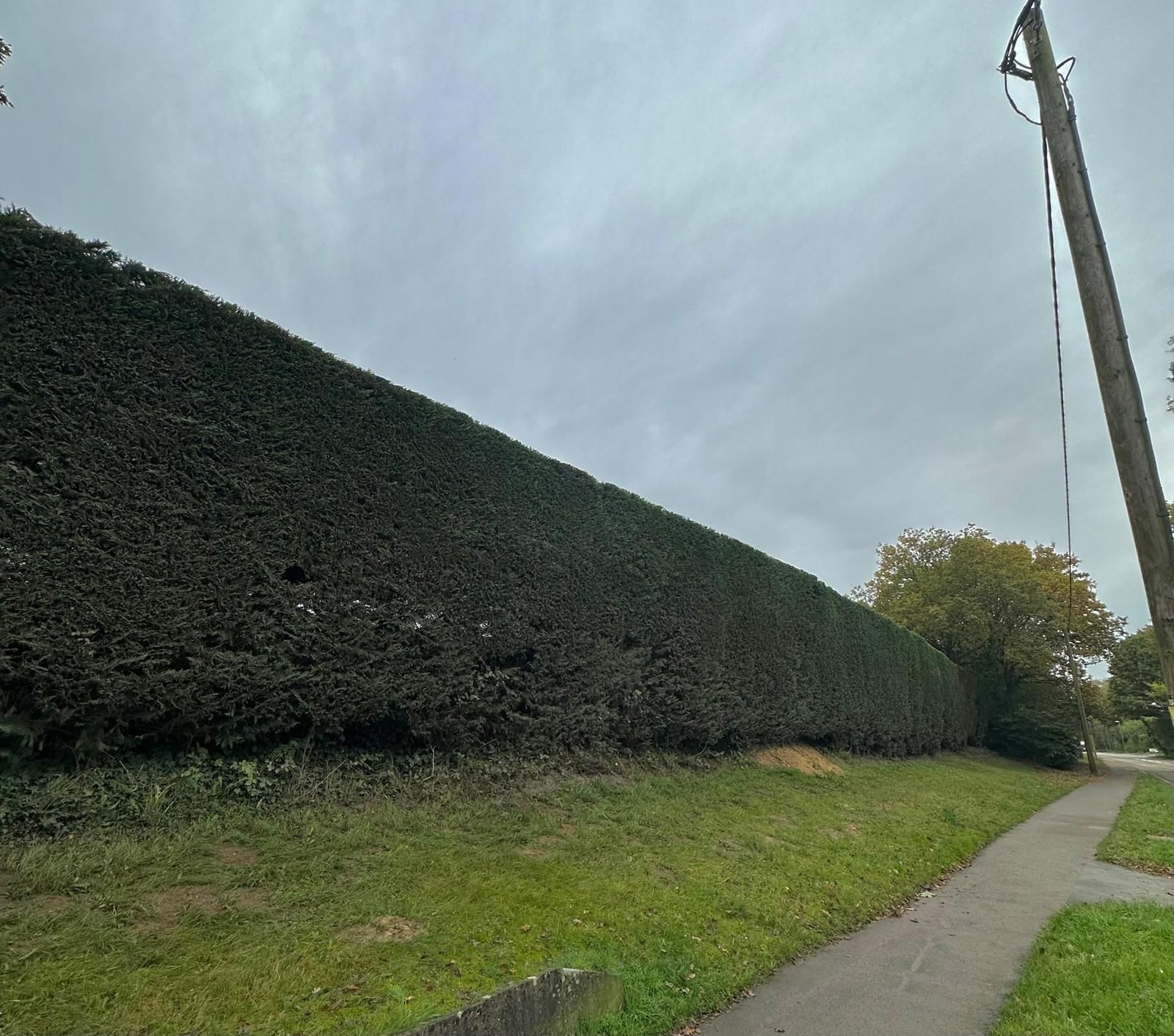 A large, well-trimmed hedge is surrounding a grassy field next to a path