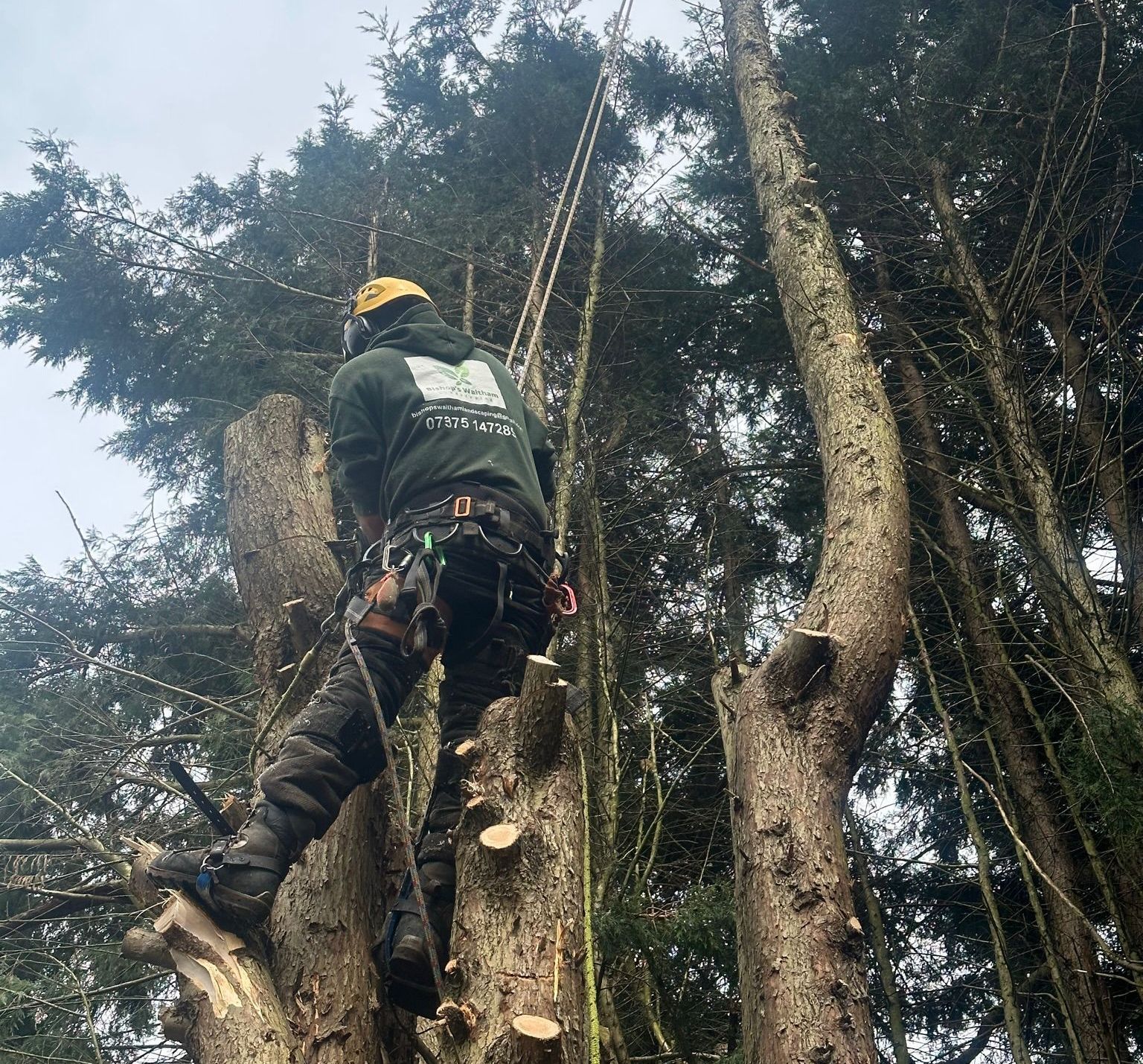 A tree surgeon in a green shirt is climbing a tree