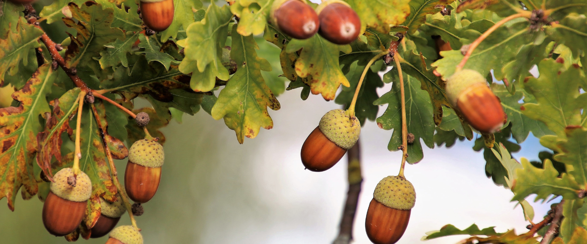 Essential Oak Tree Care Tips