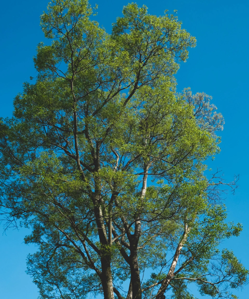 Crown reduction tree in Winchester