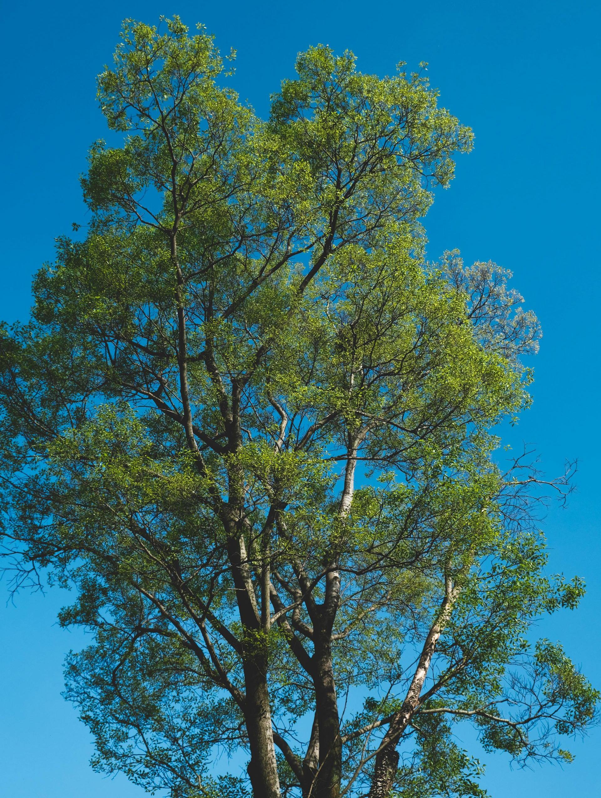 Crown reduction tree in Winchester