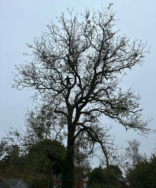 man in tree in winchester