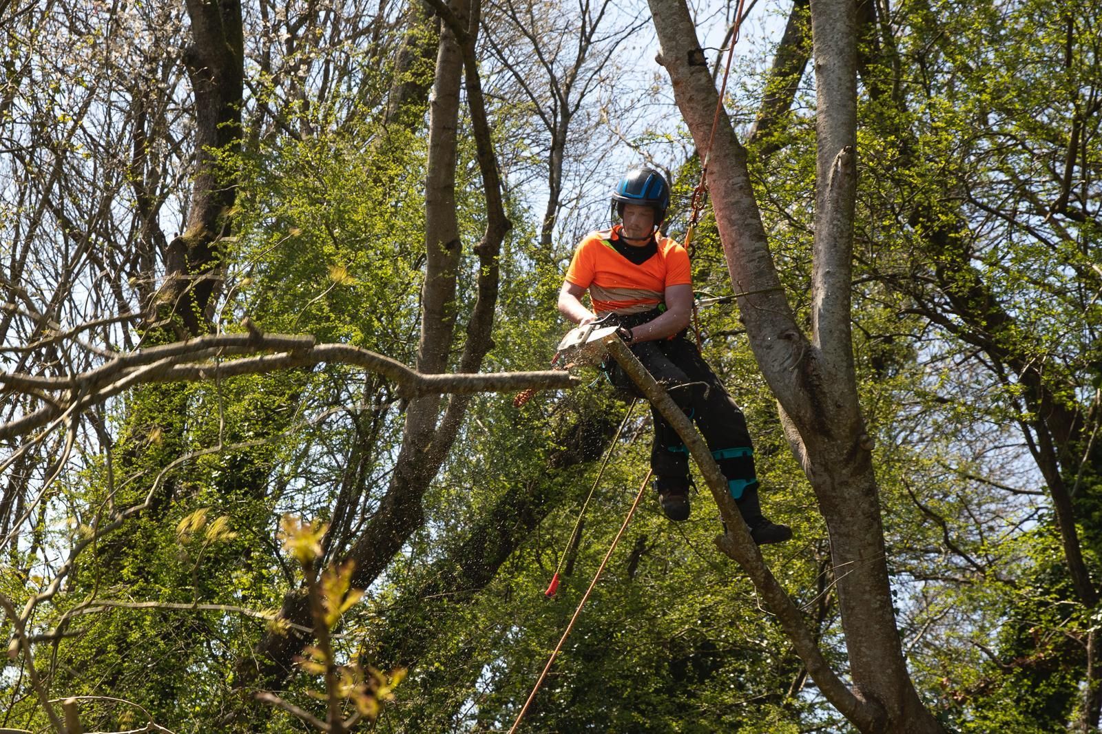 Image of tree surgery from Wickham Water Meadows by Bishop's Waltham Tree Surgeons Ltd