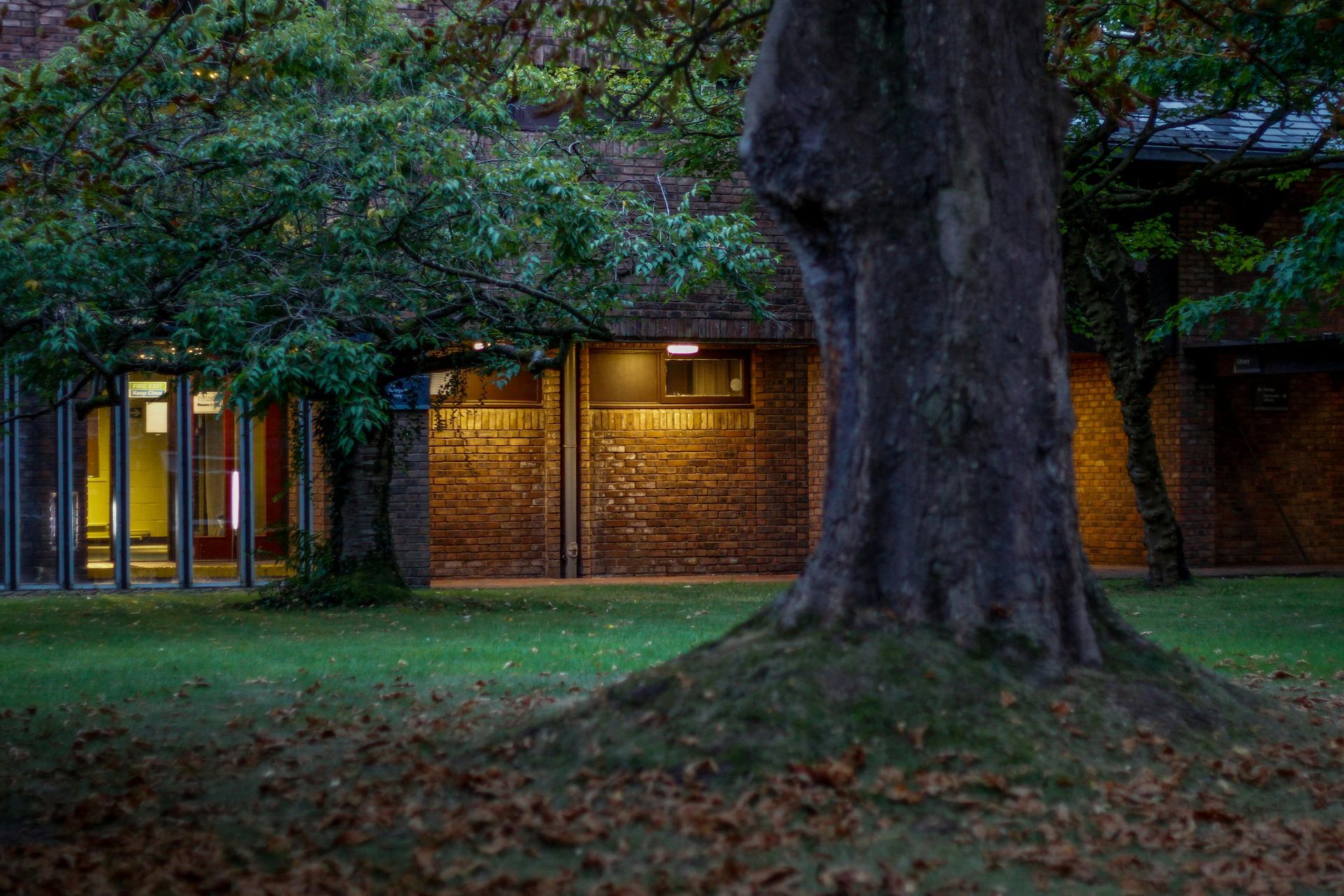 Large tree growing near a residential property in Winchester