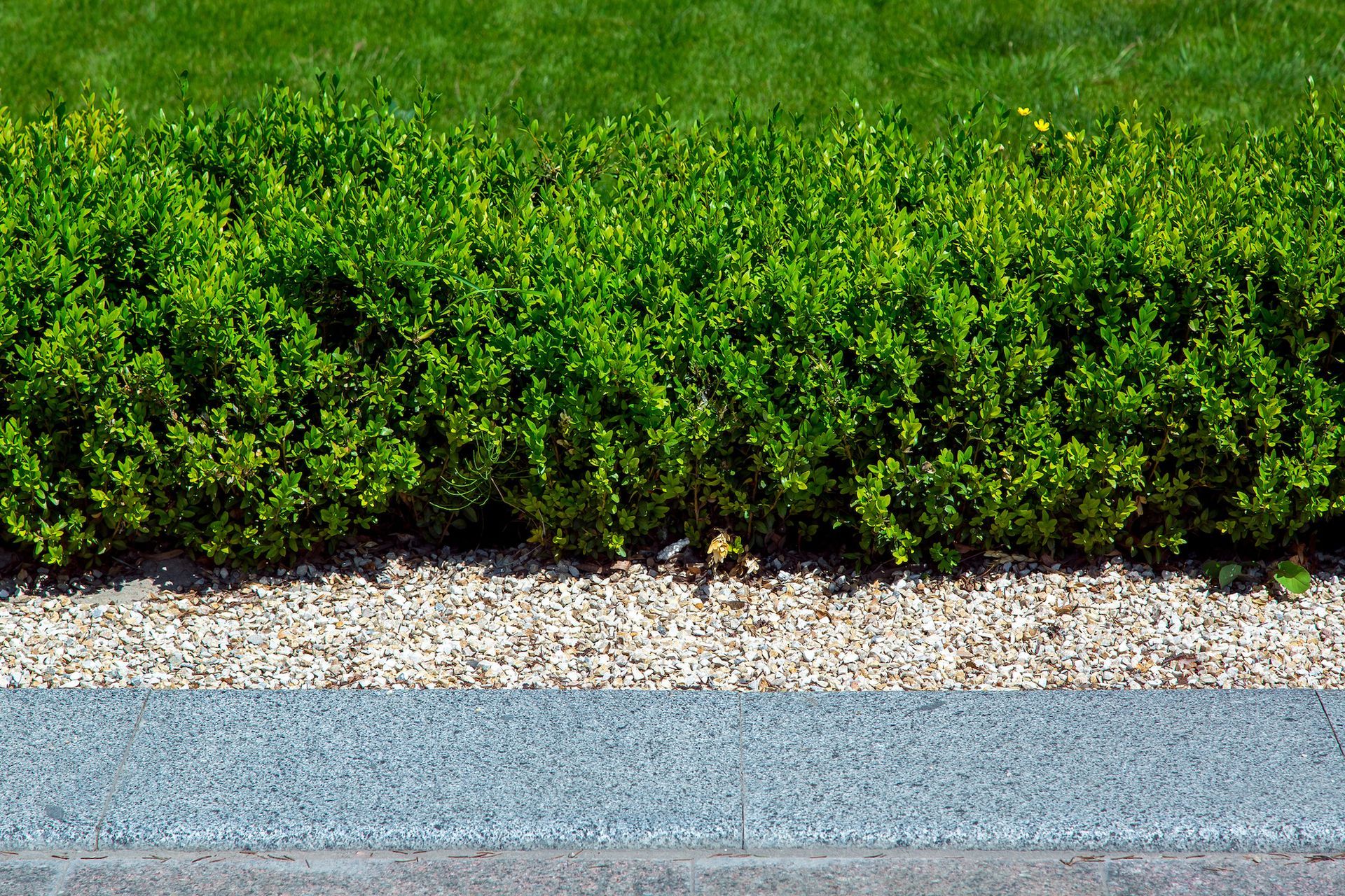 A row of green bushes along the side of a road.