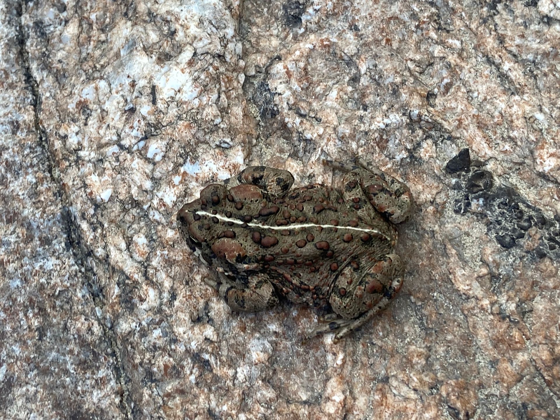 A frog is sitting on top of a rock.