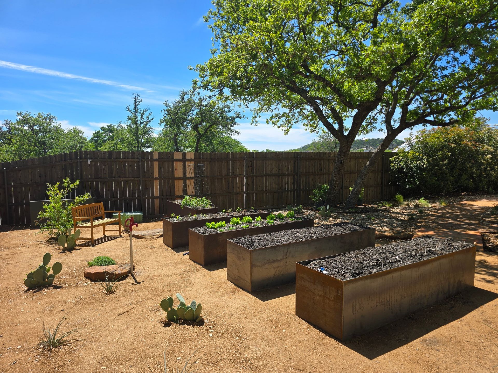 Raised garden beds in a sunny backyard with a wooden fence and a tree