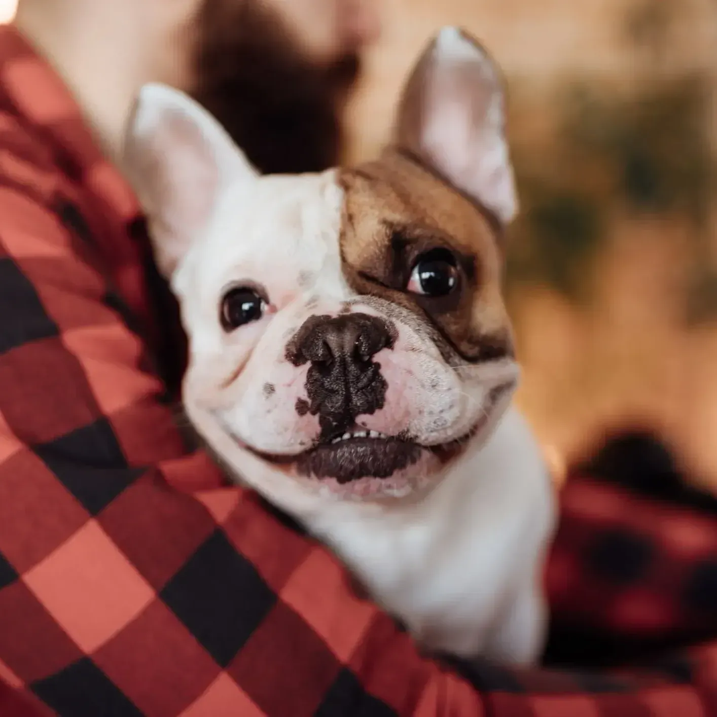 A brown and white dog is being held by a person in a plaid shirt