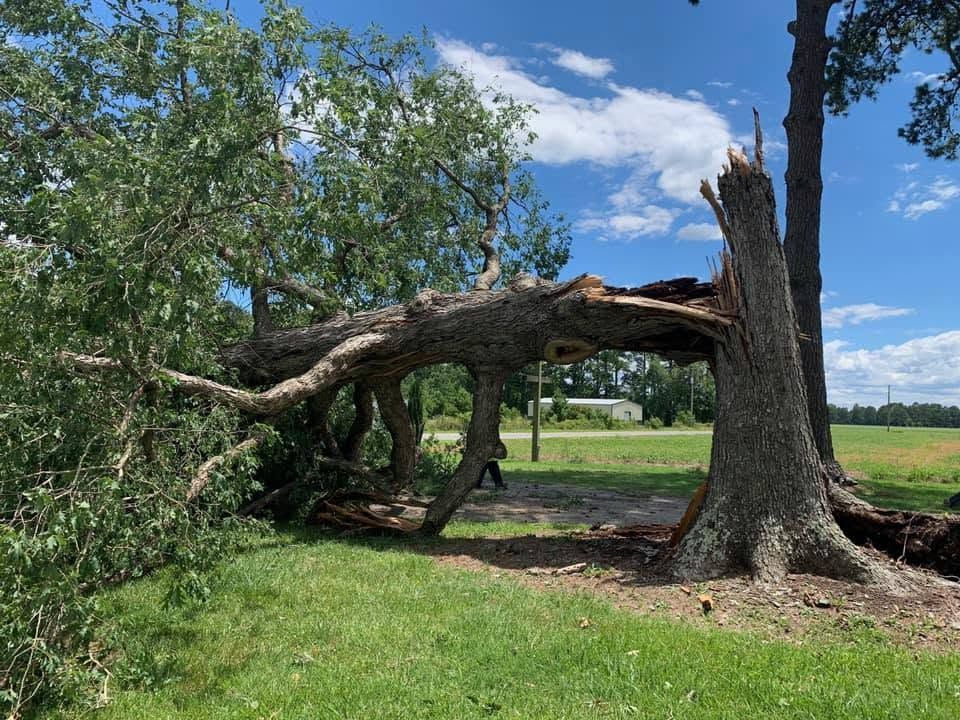 Large fallen tree arching over grass beside a standing stump under a blue sky