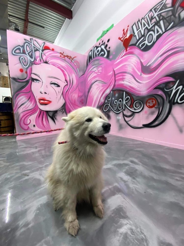 Un chien blanc est assis devant une peinture murale représentant une femme aux cheveux roses.