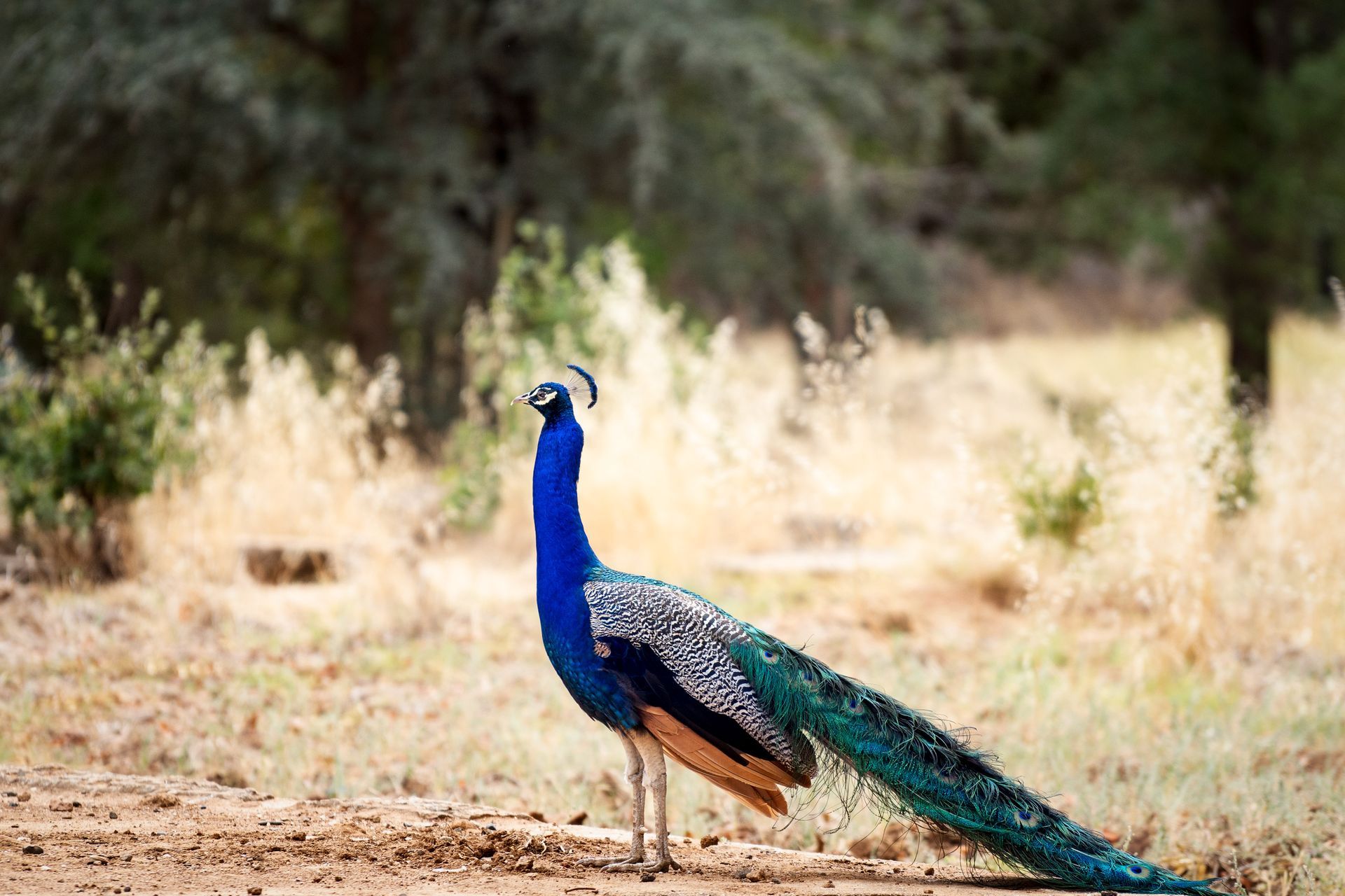 Peacock with iridescent blue neck and tail feathers stands in a dry, grassy field.