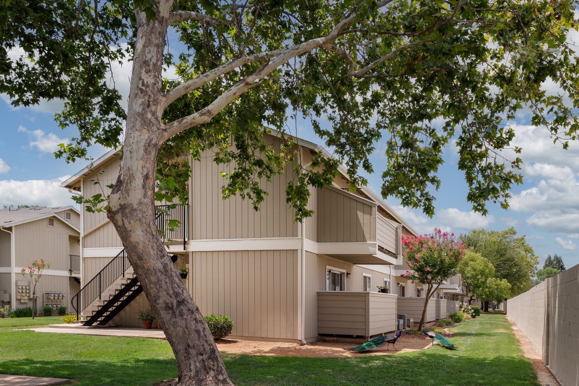 Apartment complex exterior with tan siding, green lawn, and a large tree in front.