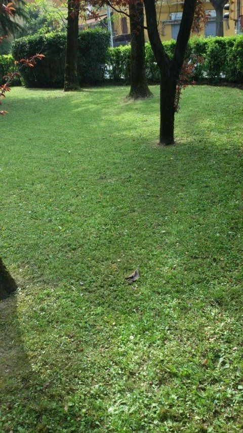 Prato dopo trattamento di giardinaggio