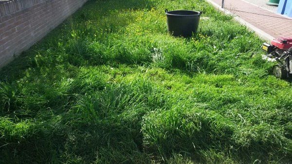 Zona verde prima dell'intervento di giardinaggio