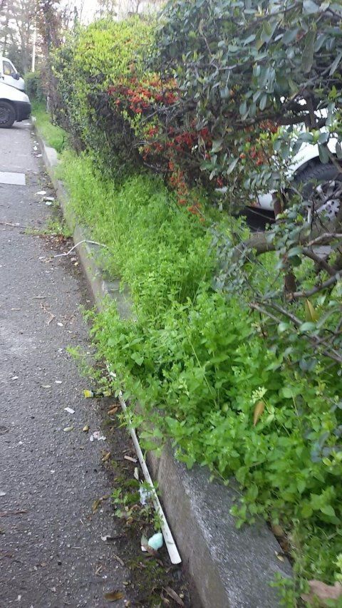 Aiuola prima di trattamento di giardinaggio