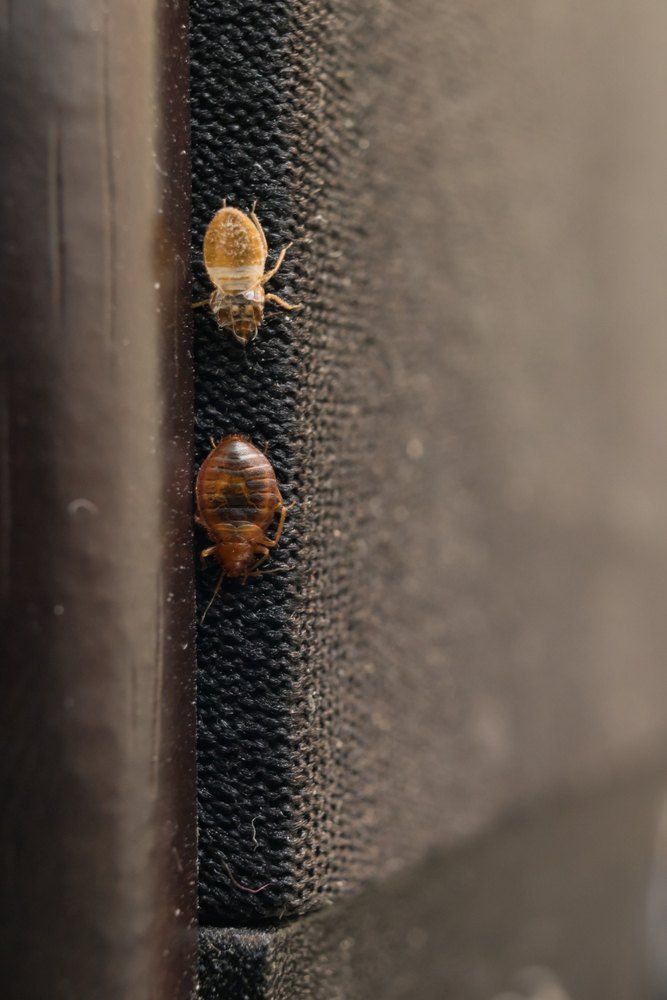 Two Bed Bugs on a Black, Textured Surface — Optimum Pest Services In Mareeba, QLD