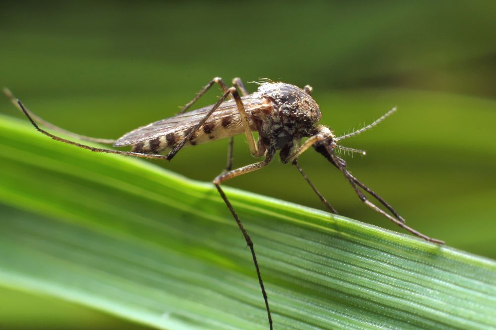A Mosquito on a Green Leaf — Optimum Pest Services In Edge Hill, QLD