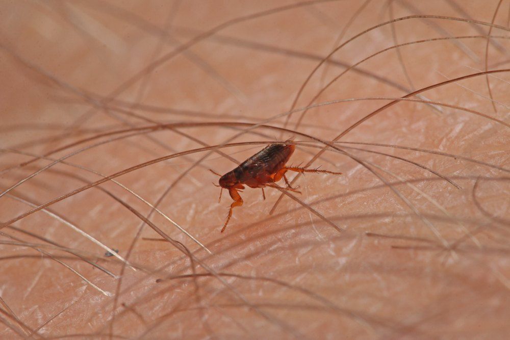 Flea on Human Skin — Optimum Pest Services In Edge Hill, QLD