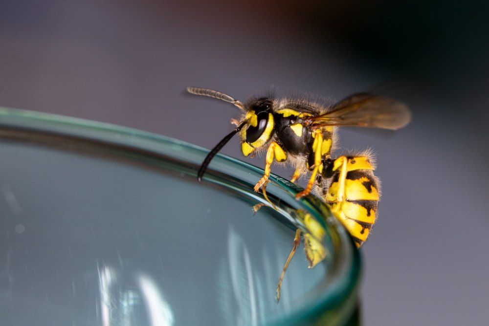 Yellow Jacket Wasp Clinging to the Rim of a Clear Glass — Optimum Pest Services In Gordonvale, QLD