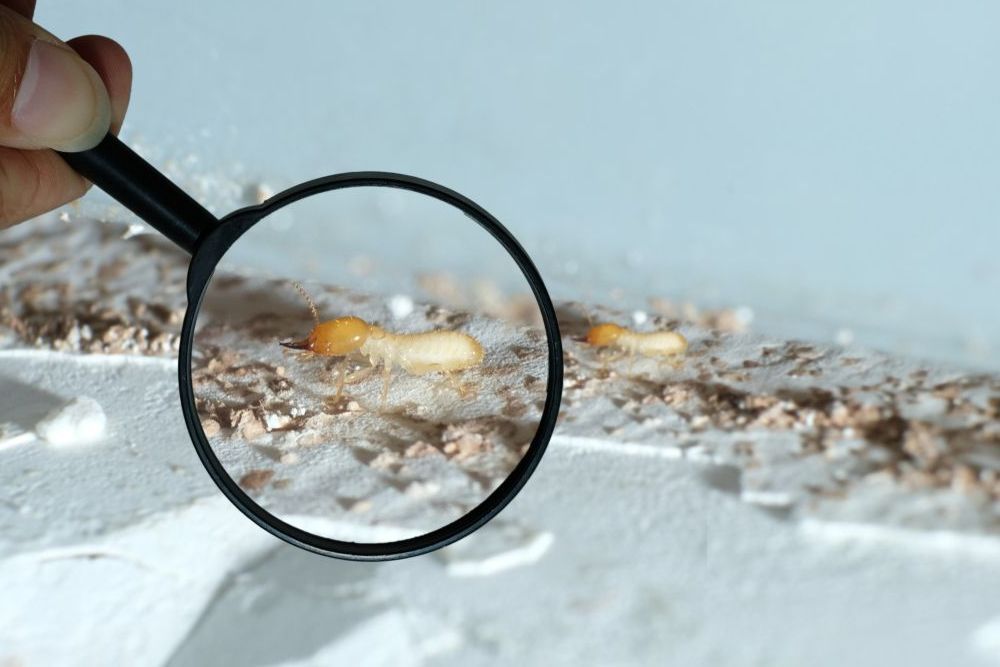 Termites Spotted Through a Magnifying Glass — Optimum Pest Services In Edge Hill, QLD